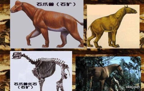700万年前的史前动物,驴头狼在神农架现身,是复活了吗